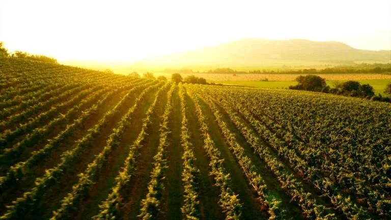 Santa rosa vinyard square